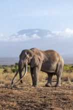 African elephant (Loxodonta africana) in picturesque landscape with the summit of Mount