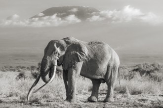 African elephant (Loxodonta africana) in picturesque landscape with peaks of Mount Kilimanjaro, the