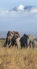 Group of elephants with young animals, African elephants (Loxodonta africana) in picturesque