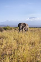 African elephant (Loxodonta africana) in picturesque landscape with the summit of Mount
