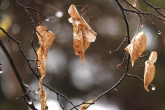 Autumn leaves with raindrops, Germany