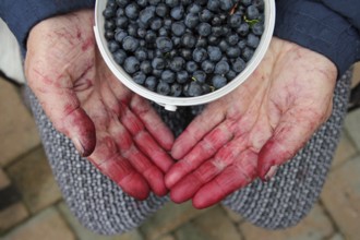 Dirty hands hold a bowl full of fresh blueberries. Horn-Bd Meinberg, North Rhine-Westphalia,