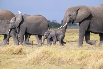 African elephant (Loxodonta africana), mother and small young, baby elephant, Amboseli National