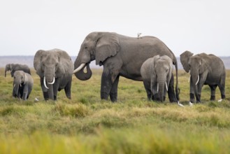 African elephant (Loxodonta africana), herd with heron (Bubulcus ibis), Longinye swamp, Amboseli