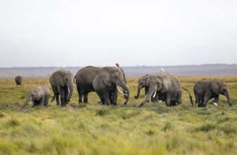 African elephant (Loxodonta africana), herd of herons (Bubulcus ibis), Longinye Swamp, Amboseli