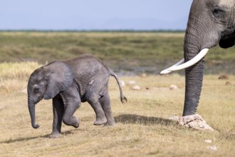 African elephant (Loxodonta africana), small young, baby elephant, Amboseli National Park, Rift