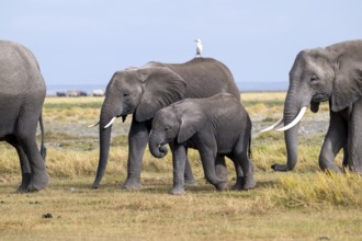 African elephant (Loxodonta africana), mother and young with heron (Bubulcus ibis), Amboseli