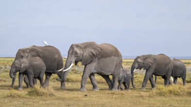 African elephant (Loxodonta africana), herd of young animals and heron (Bubulcus ibis), Amboseli