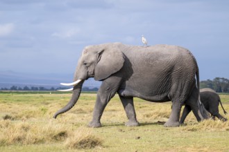 African elephant (Loxodonta africana), with heron (Bubulcus ibis), Amboseli National Park, Rift