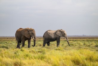 African elephant (Loxodonta africana), two animals in Longinye Swamp, Amboseli National Park, Rift