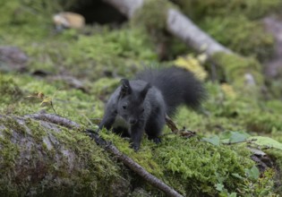 Squirrel (Sciurus), foraging, forest, Pongau