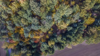 In autumn, the forest unfolds its beauty with colorful leaves in various colors. An agricultural