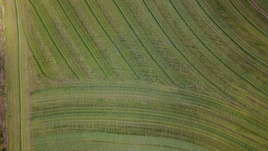 A vast green field shows evenly spaced stripes that shine in the warm light of the evening sun. The