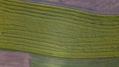 A large field full of yellow flowers stretches out under the clear sky. The ground is brown and