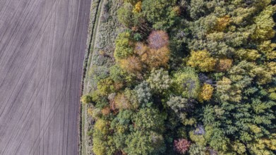 In autumn, the forest area is brightly coloured as the fields fade. The trees stand close together