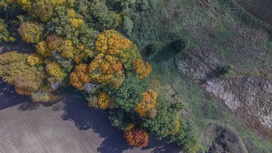 The trees on the edge of the forest show bright colors in autumn. The golden and red leaves