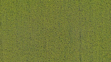 A bird's eye view of a rapeseed field. The large area stretches out under a clear sky. Liebenstein,