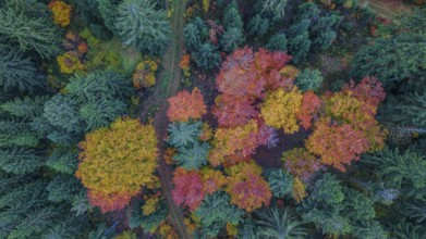 Vivid colors of autumn leaves brighten up the forest. The path snakes through the trees as sunlight