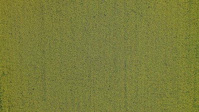 A bird's eye view of a rapeseed field. Nature radiates peace and shows a harmonious arrangement of