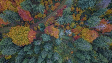 A beautiful forest in autumn shows colorful leaves in red, yellow and orange. A winding path leads