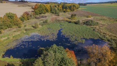 A quiet pond in nature shows impressive autumn colors. Trees with bright foliage surround the