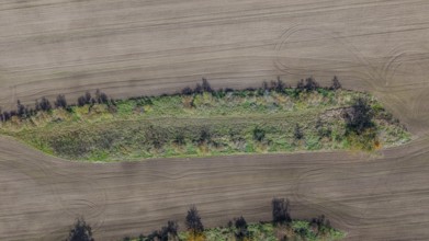 A narrow island with trees and shrubs stretches across a large, cultivated field. The sky is clear