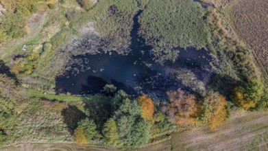 This autumn scene features a quiet pond surrounded by colorful trees and green vegetation. The