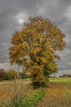 A large tree stands in a field surrounded by colorful foliage. The autumn colors shine orange and