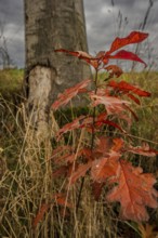 A young tree with bright red leaves grows in autumn. In the background is a large tree trunk