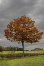 A large tree with bright orange and red foliage stands in a meadow. The sky is cloudy and the
