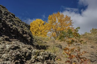 Golden and orange leaves indicate autumn in a volcanic area. Clear blue skies and interesting rock