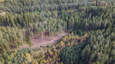 A beautiful forest in autumn shows a mixture of green coniferous forest and colorful deciduous