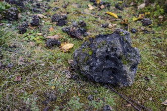 A large, moss-covered lava bomb lies on a green meadow. Around it are many small stones and a few