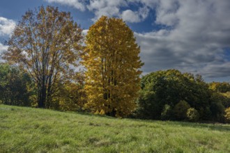 In autumn, two large trees with golden leaves stand in front of a green field. The sky is cloudy