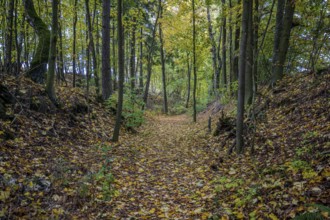 A quiet forest trail in October shows colorful autumn leaves. The sun shines through the trees as