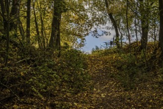 A forest trail in autumn leads through colorful carpet of leaves. The trees are golden yellow, and