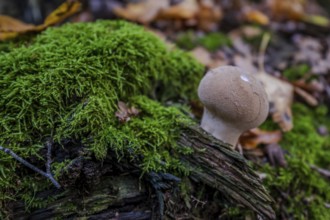 A small mushroom stands on a piece of wood covered with green moss. Surrounded by fallen leaves,