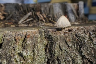 A small, bright mushroom stands on a dry tree stump. It is autumn and the sun is shining. The