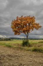 A single tree with bright orange foliage stands in an open landscape. Dark clouds sweep across the
