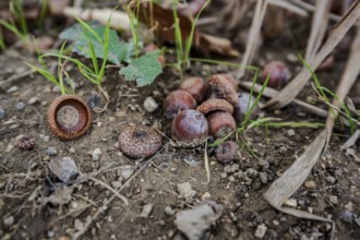 Many acorns are scattered on the ground in the forest. The weather is mild and there is fresh grass