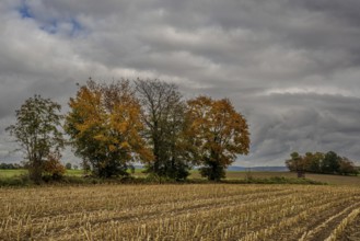 A row of colorful trees stand on the edge of a harvested corn field. The sky is cloudy and the