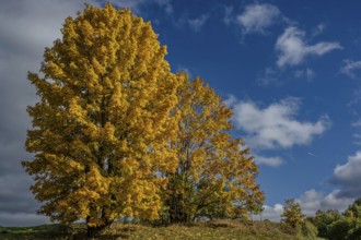Two large trees with bright yellow leaves stand under a blue sky. It is a beautiful autumn day and
