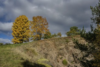 In autumn, yellow and orange trees stand on the edge of a hill. The sky is cloudy and the landscape