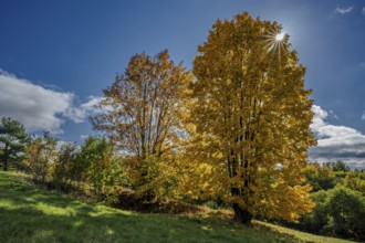 Two large trees with bright yellow leaves stand on a green hill under a blue sky. Sun rays shine
