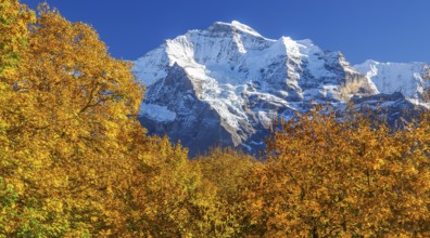 Autumn landscape in the hamlet of Sulwald with a view of the Jungfrau 4158m, Isenfluh,