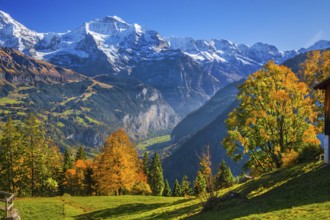 Autumn landscape in the hamlet of Sulwald with a view of Jungfrau 4158m and the Lauterbrunnen
