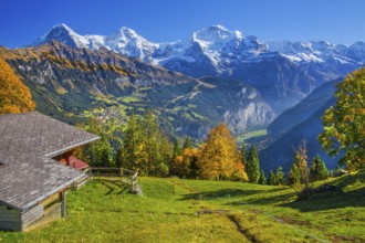 Autumn landscape in the hamlet of Sulwald with views of Wengen and Eiger 3967m, Mönch 4110m,