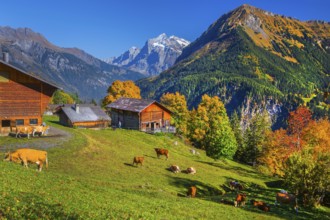 Sulwald hamlet with Wetterhorn 3690m in autumn, Isenfluh, Lauterbrunnental, Bernese Oberland,