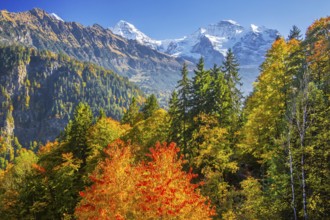 Autumn Landscape with Monk 4110m and Jungfrau 4158m, Isenfluh, Lauterbrunnental, Bernese Oberland,