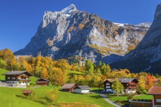 Typical rural and holiday homes with Wetterhorn 3690m in autumn, Grindelwald, Lütschinental,